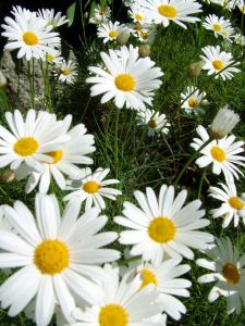 Home and Garden Book Club